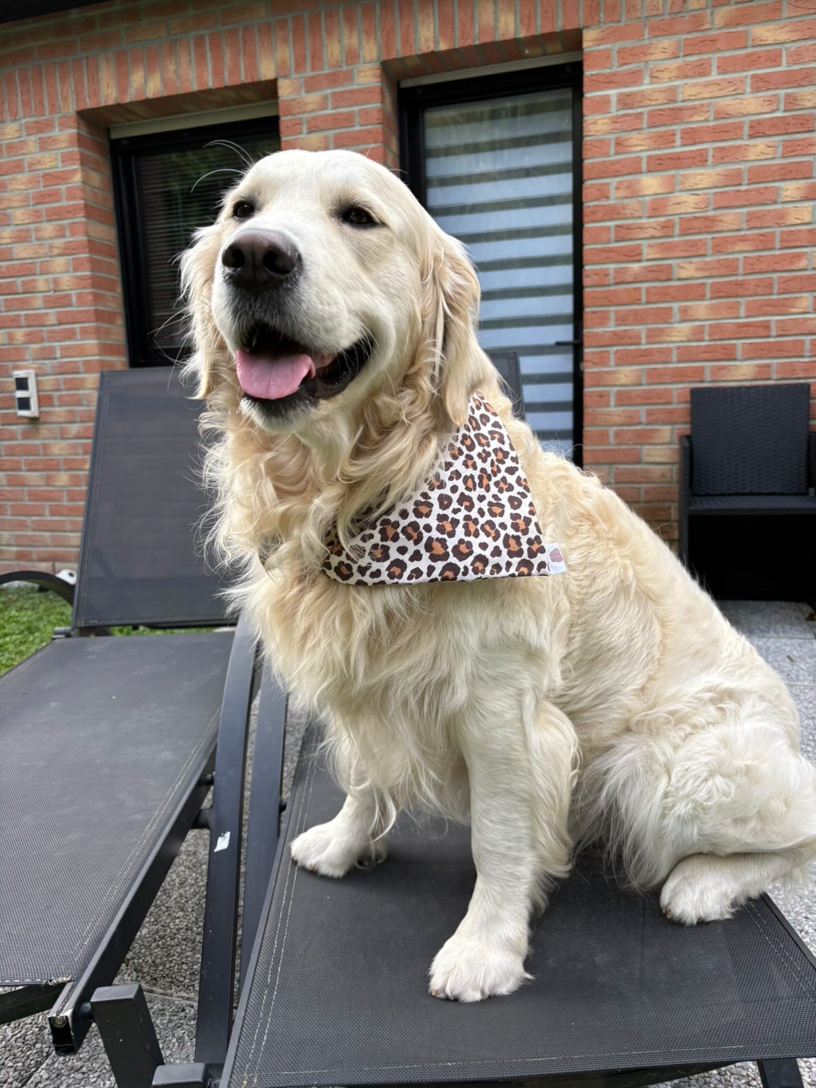 Bandana léopard