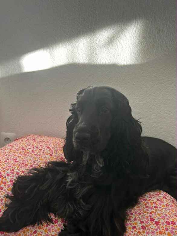 Housse de coussin personnalisable