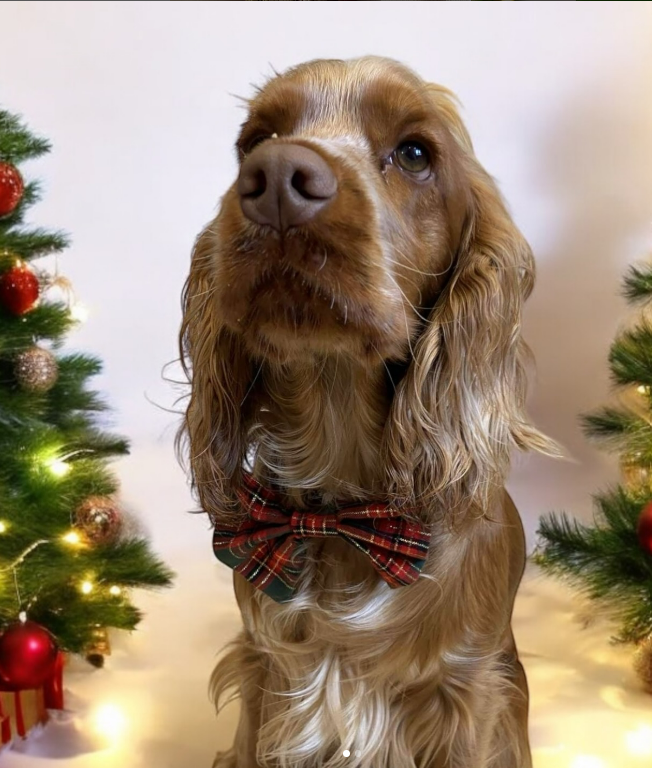 Noeud papillon - Noël