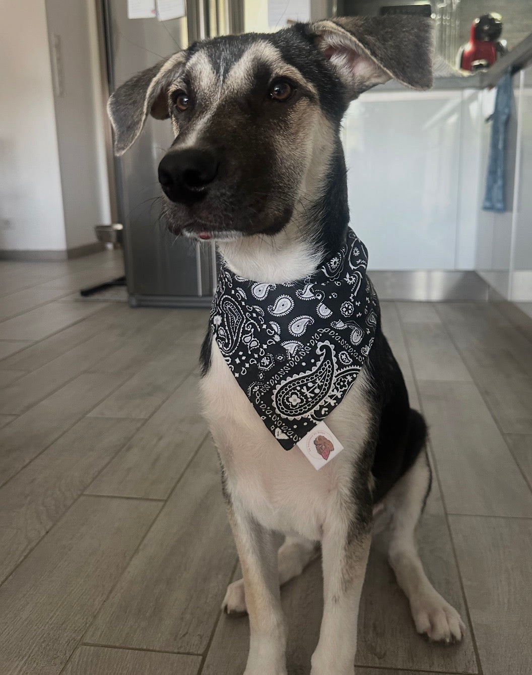 Bandana Paisley