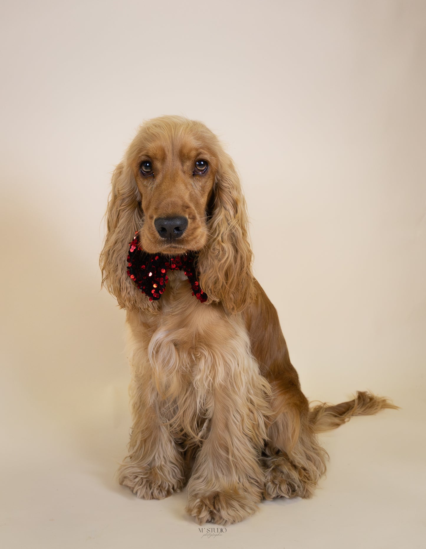 Noeud papillon - Noël