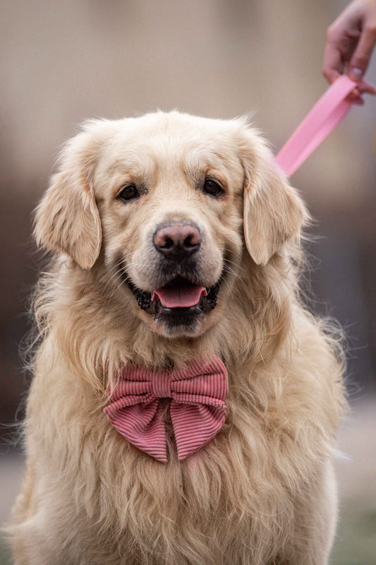 Noeud papillon velours côtelé