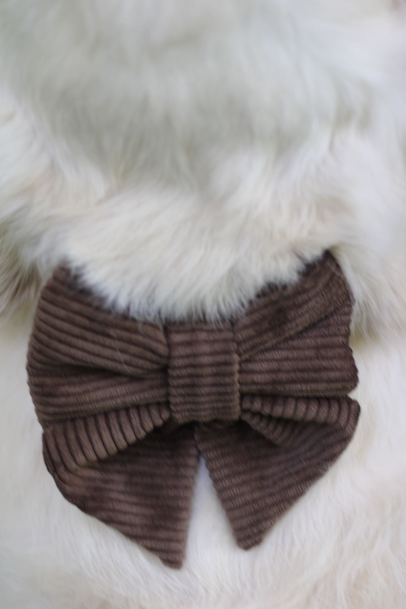Noeud papillon - collection automne
