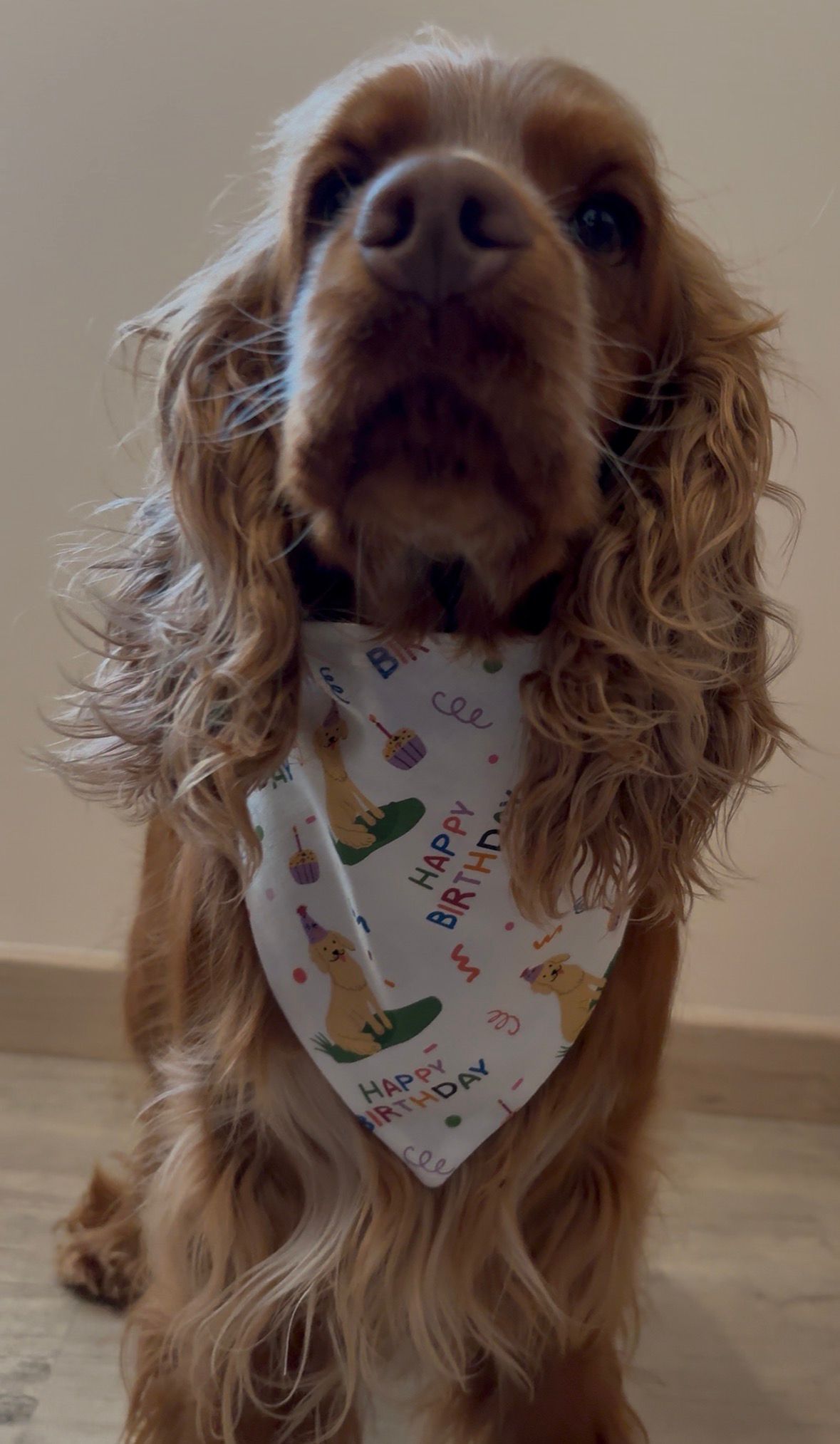Bandana en coton - Anniversaire