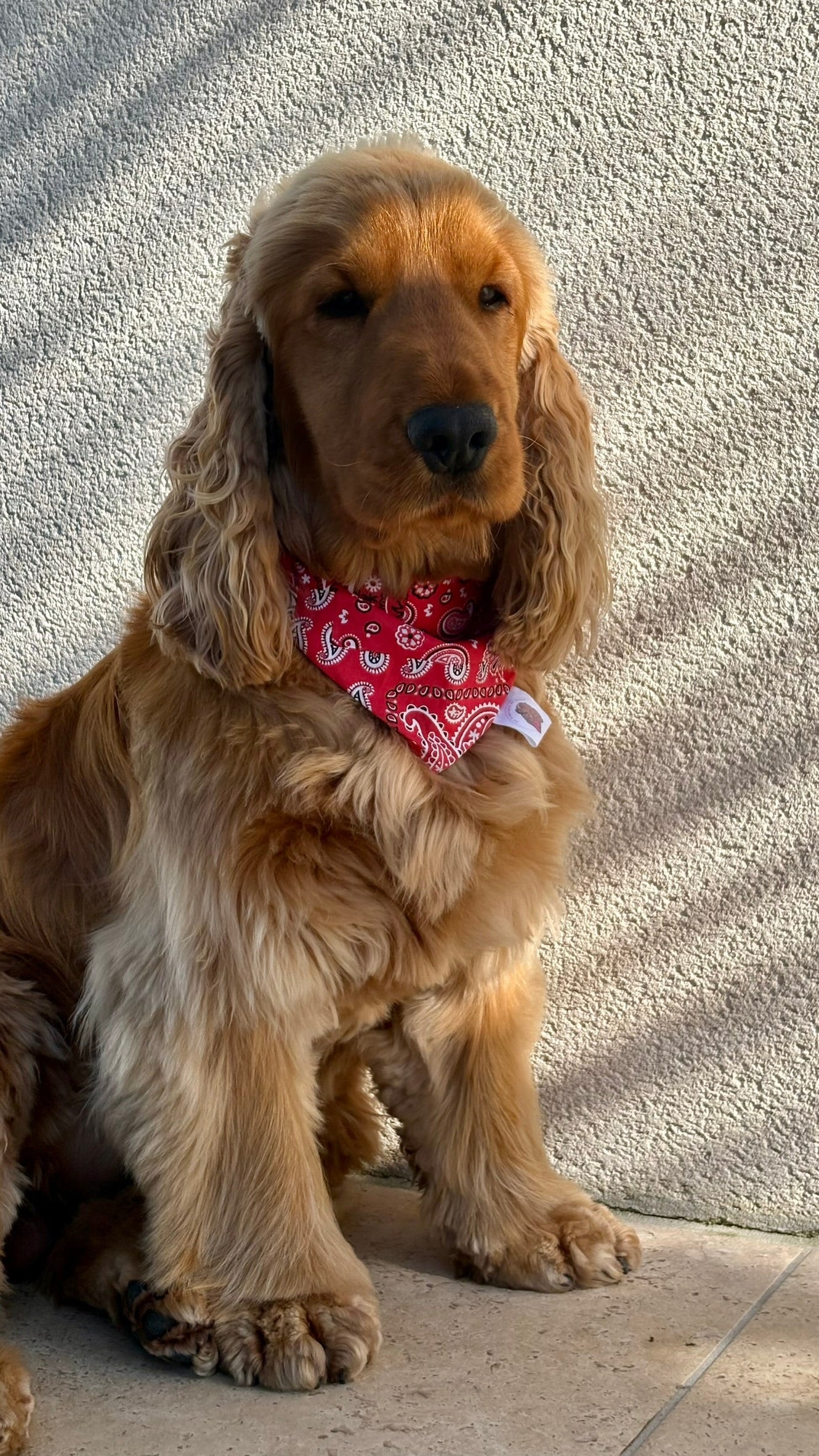 Bandana Paisley