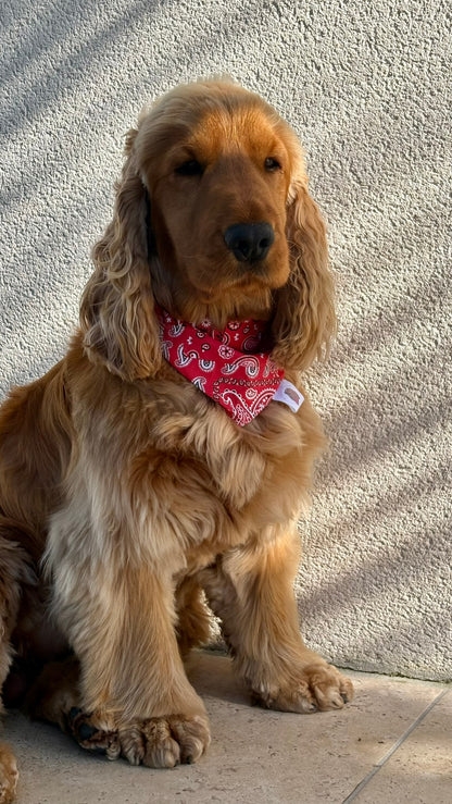 Bandana Paisley