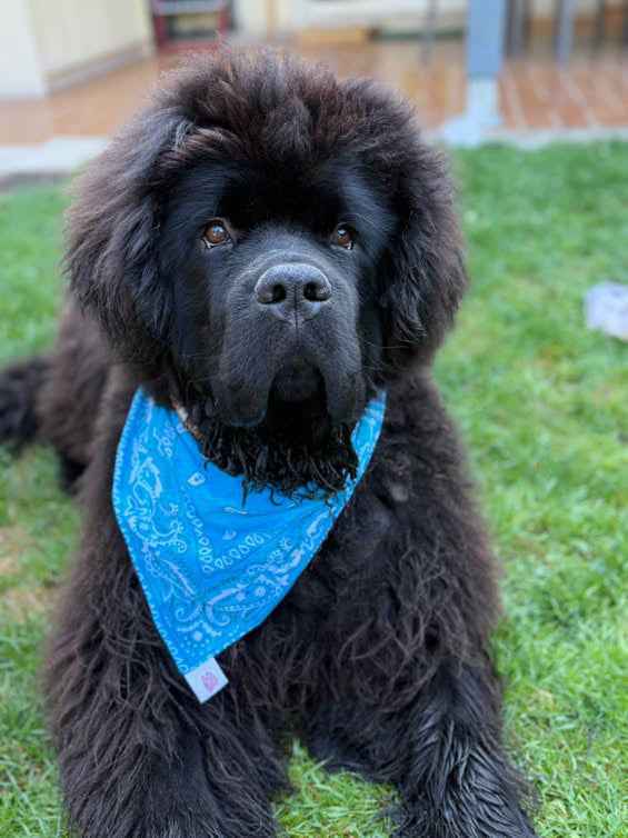 Bandana Sultorito