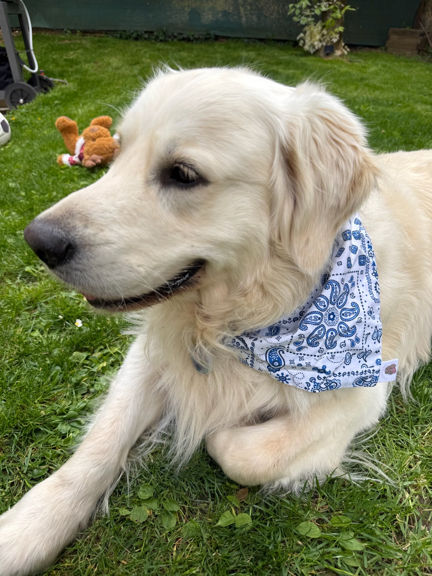 Bandana Paisley