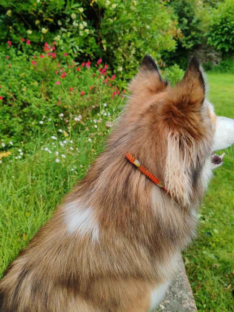 Collier antiparasitaire en paracorde - rond