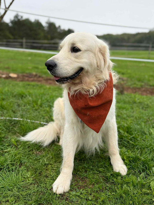 Bandana en velours côtelé