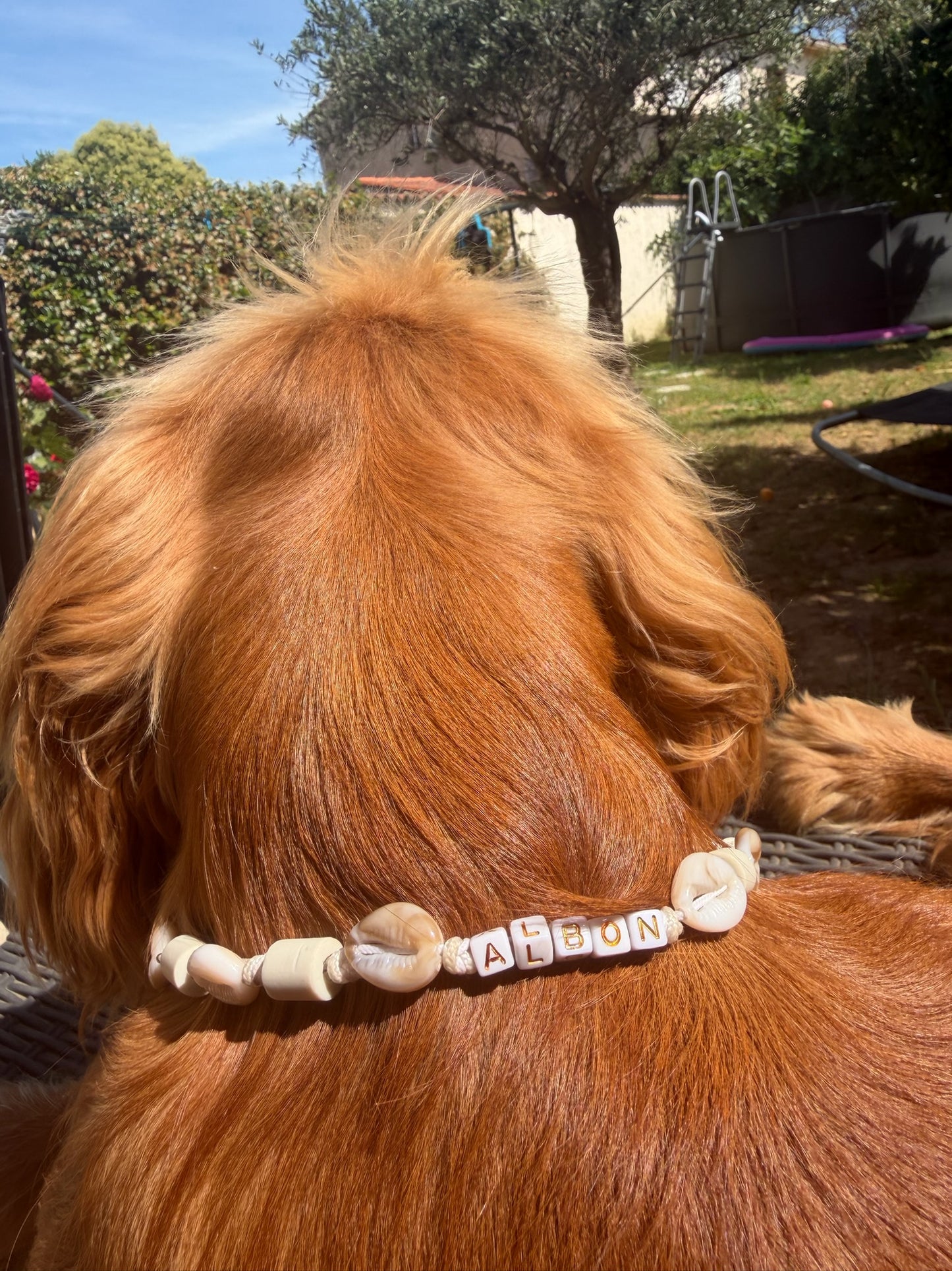 Collier coquillage