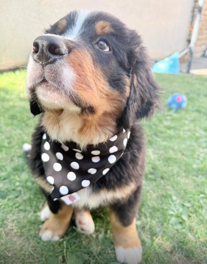 Bandana en coton - pois