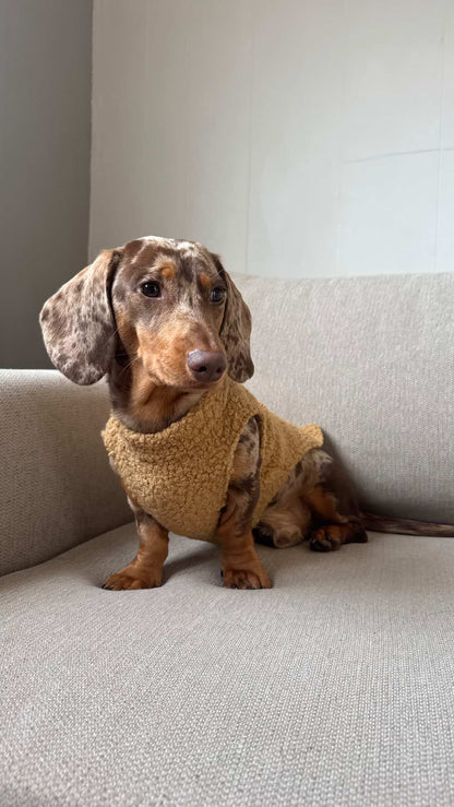 Pull en bouclette - Teckels