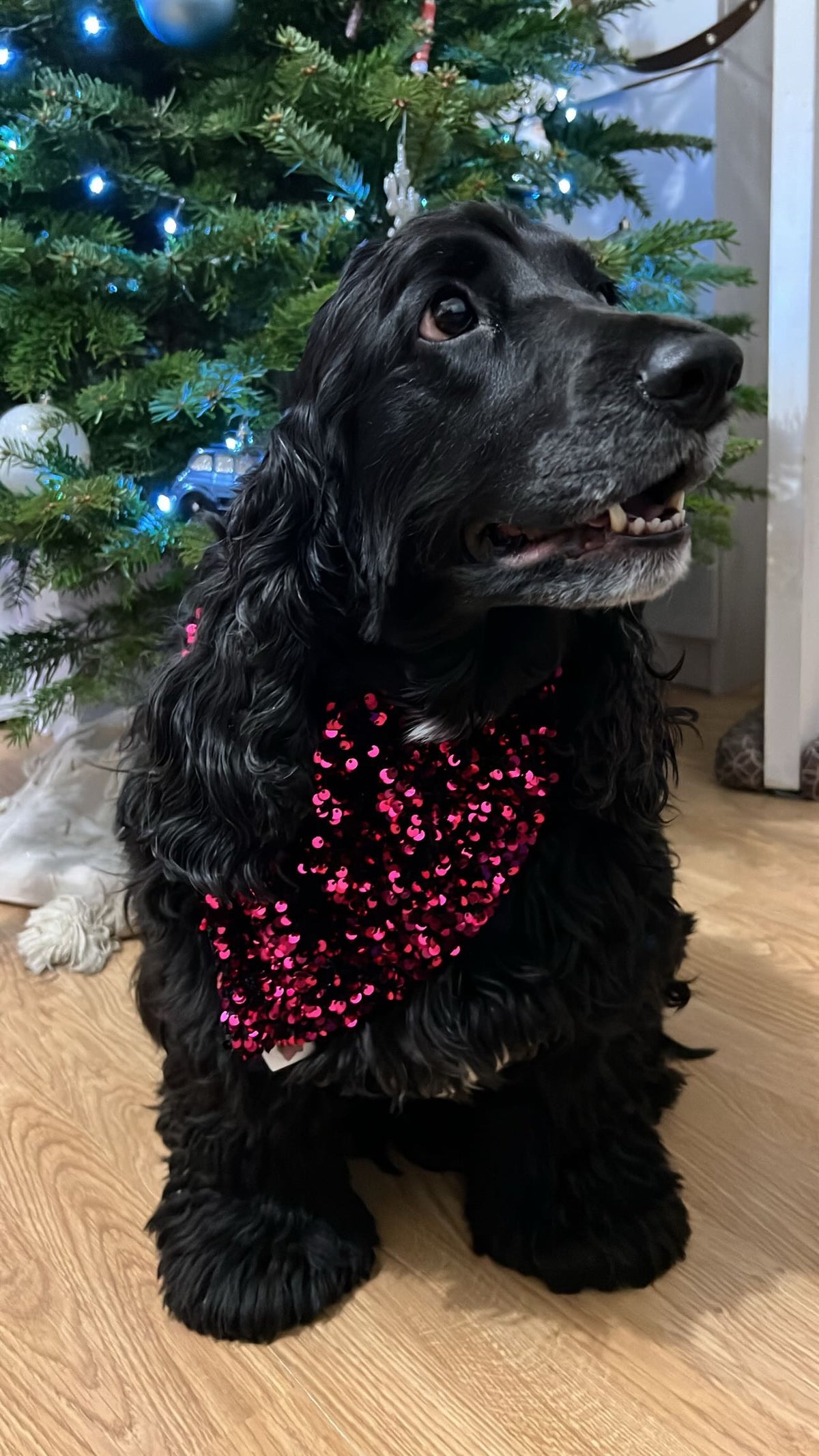 Bandana de Noël à sequins