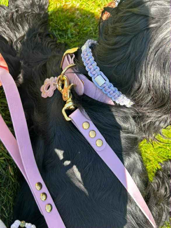 Collier en sangle enduite