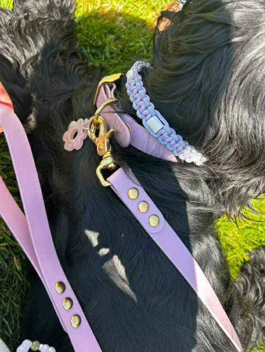 Collier en sangle enduite