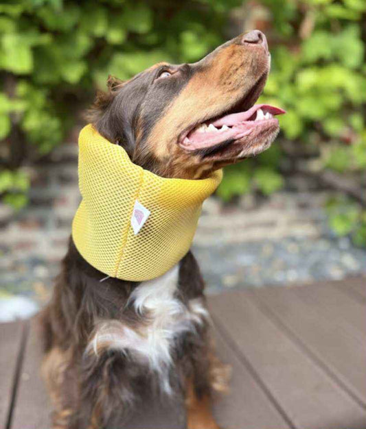 Snood filet