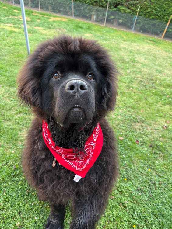 Bandana Sultorito