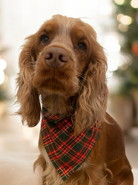 Bandana de Noël
