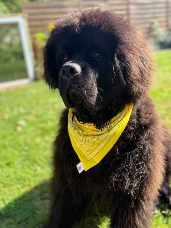 Bandana Sultorito