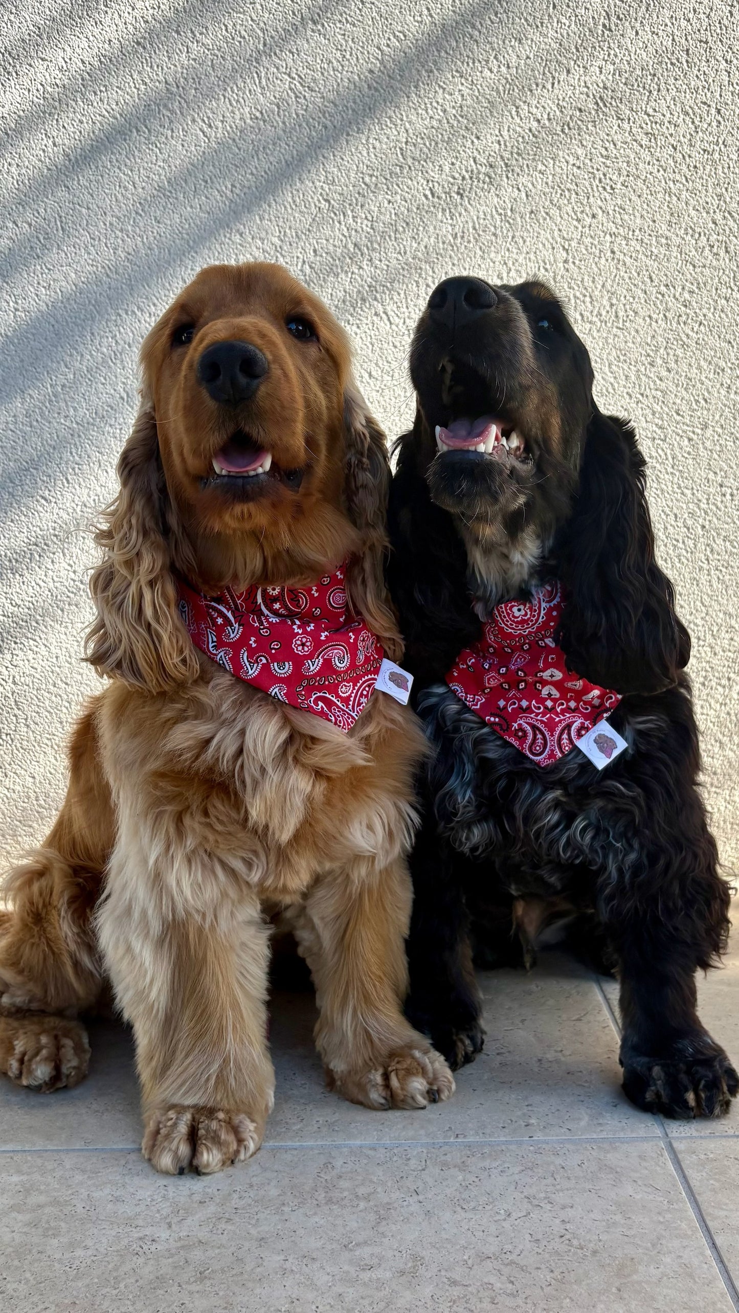 Bandana Paisley