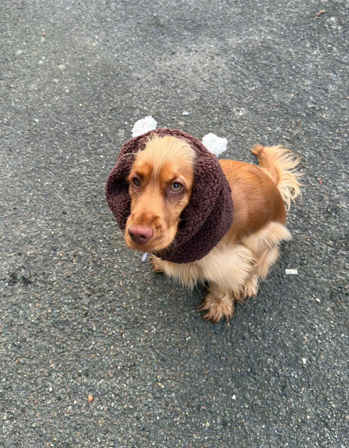 Snood - oreilles d'ours