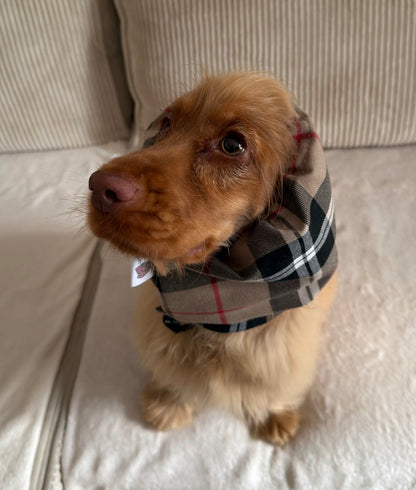 Snood Tartan & Pied de poule