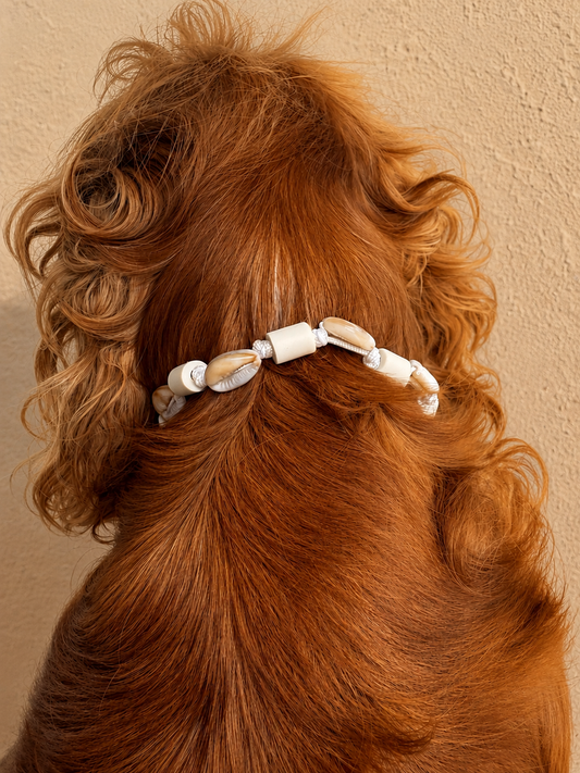 Collier coquillage