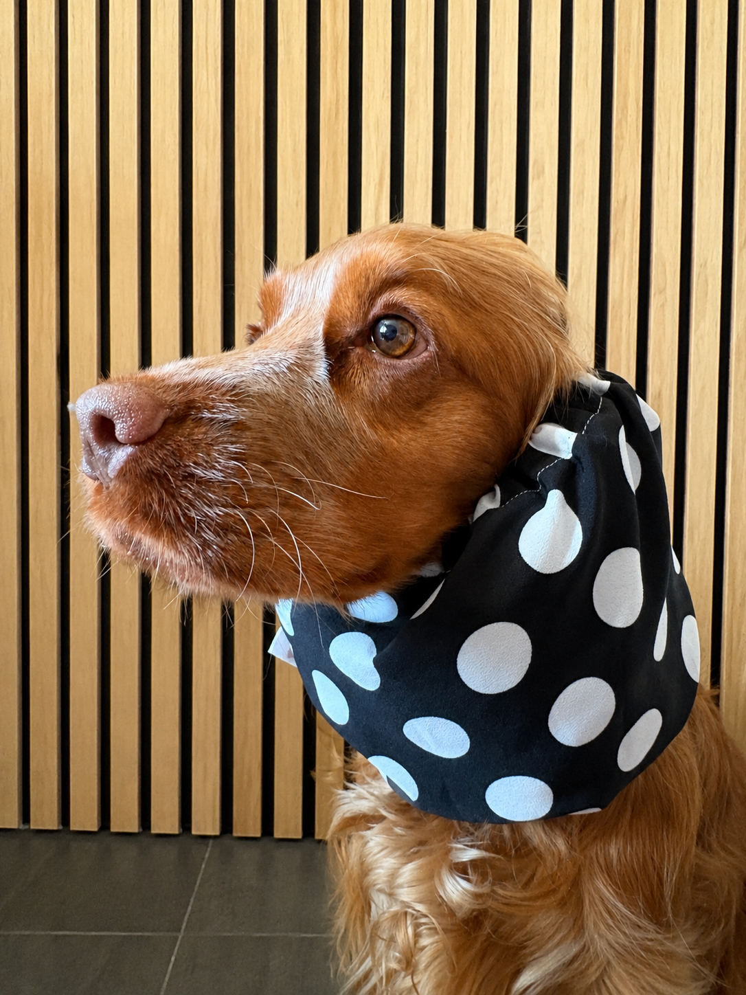 Snood - pois