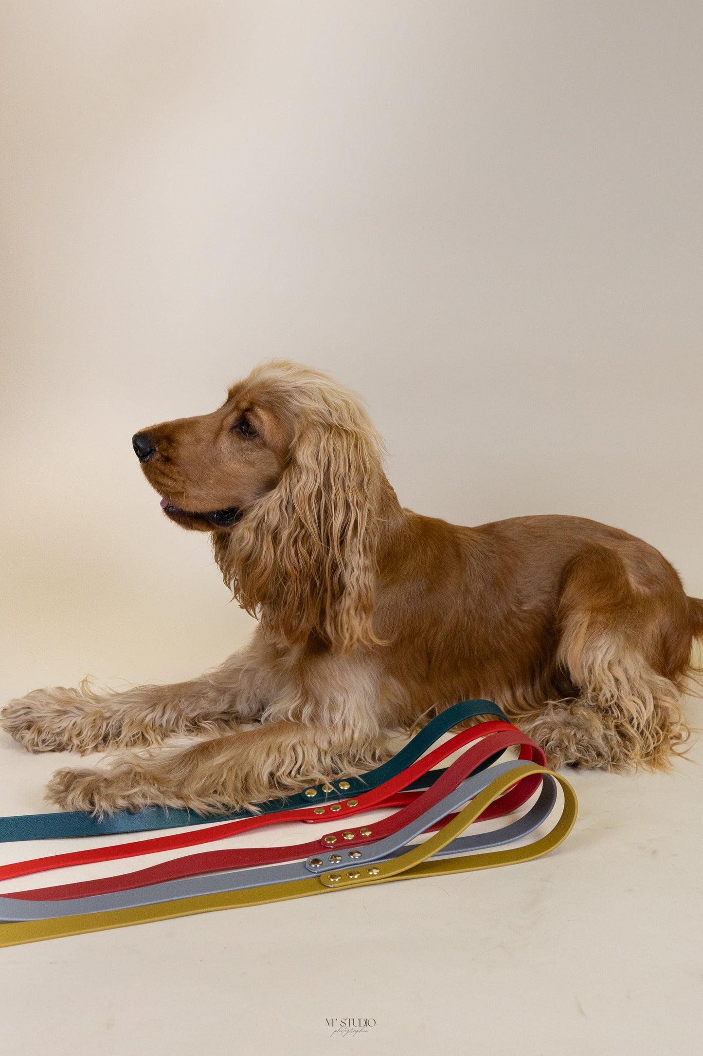 Laisse en biothane - Noël