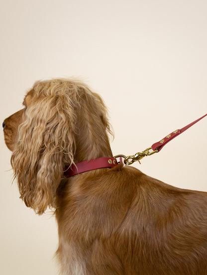 Collier en biothane - Noël