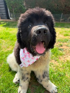 Bandana en coton - Octobre Rose