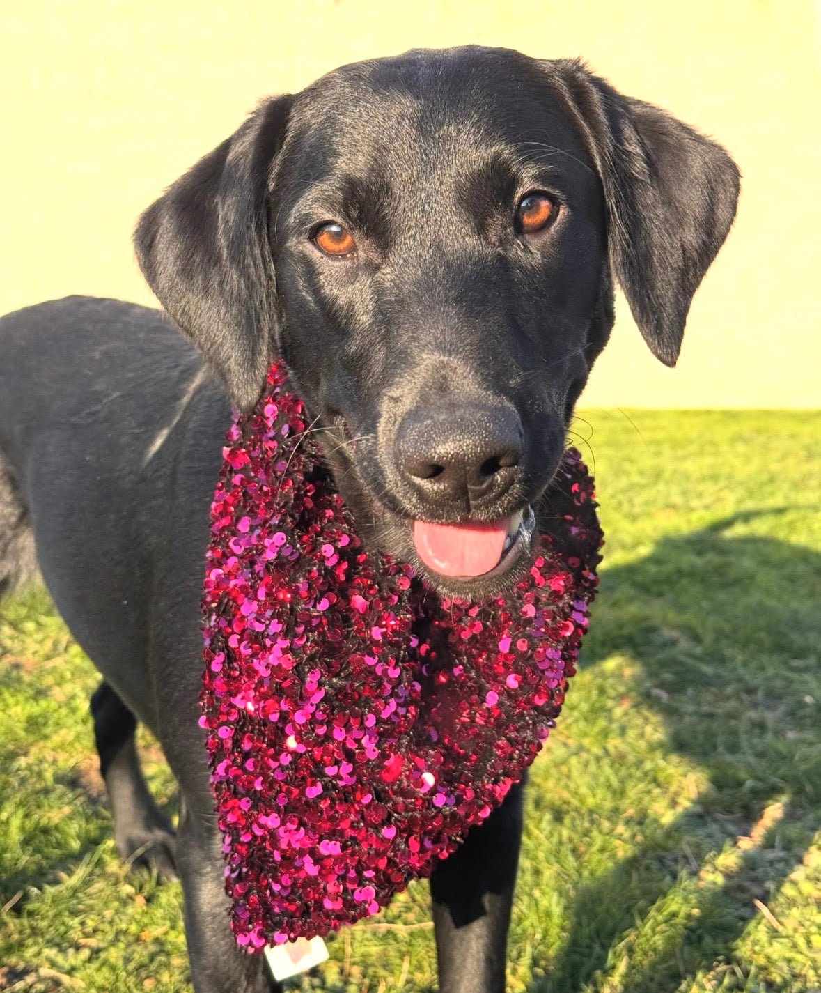 Bandana de Noël à sequins