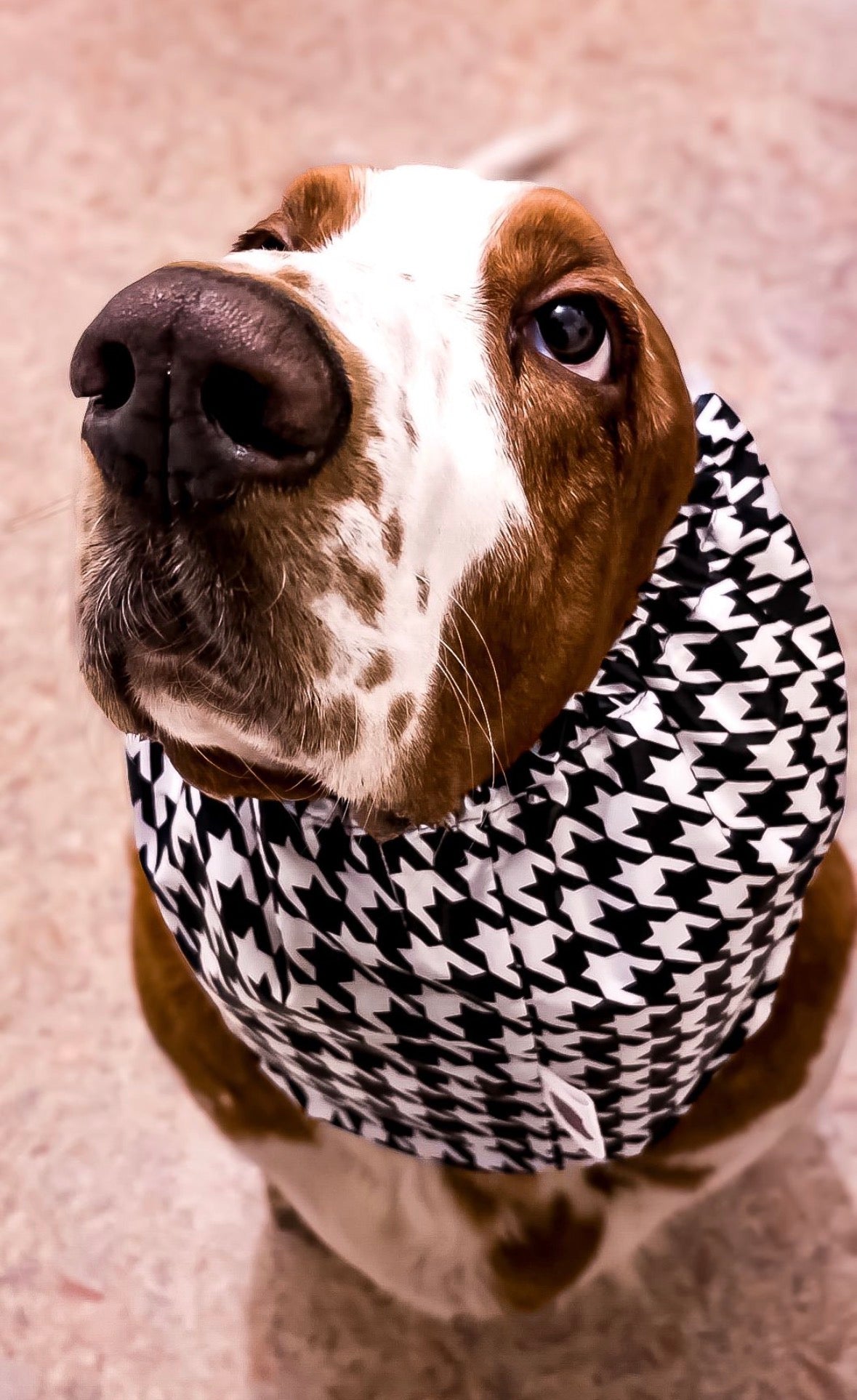 Snood imperméable - Tartan & Pied de Poule