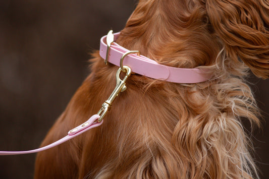 Collier en biothane