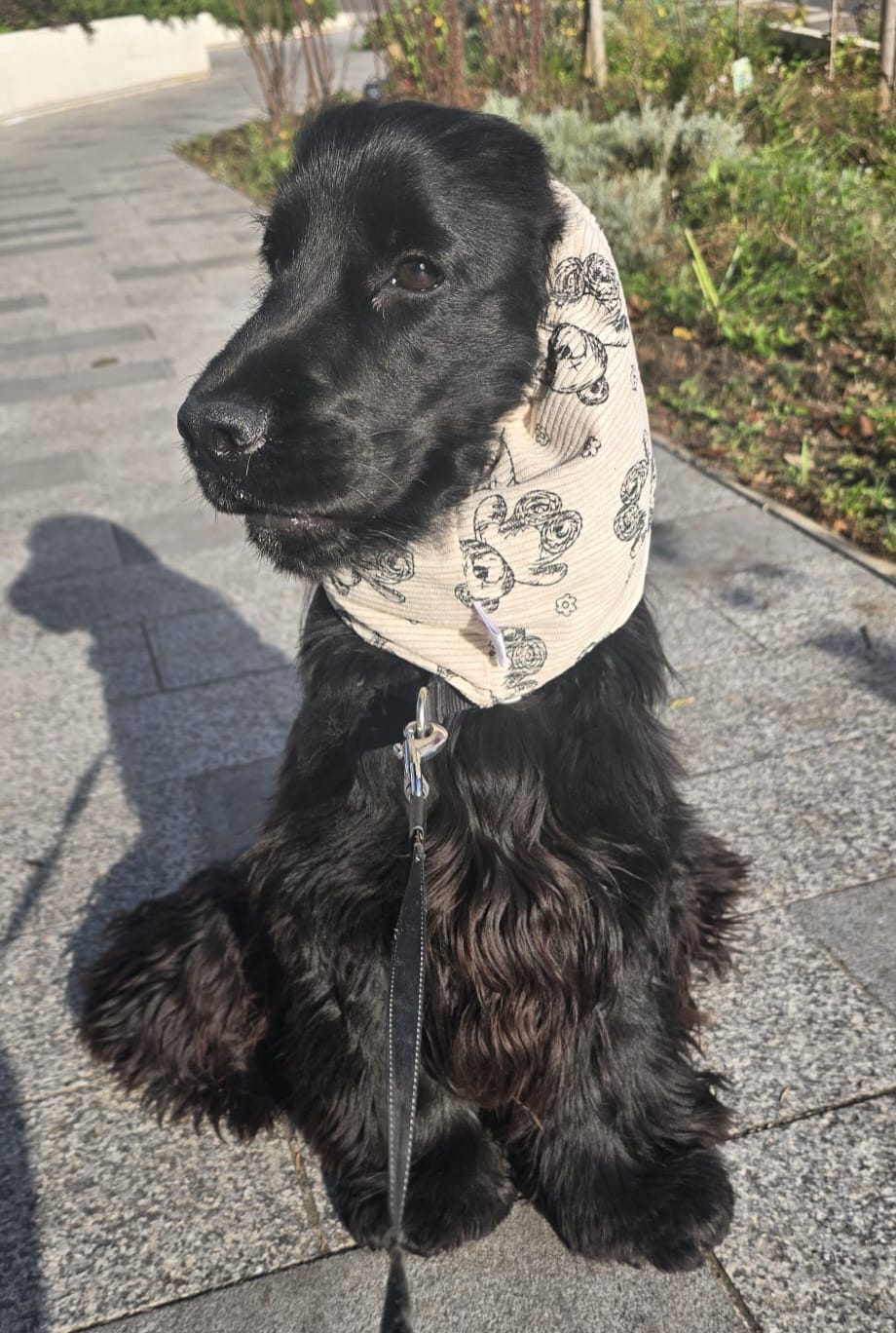 Snood en coton - Ours