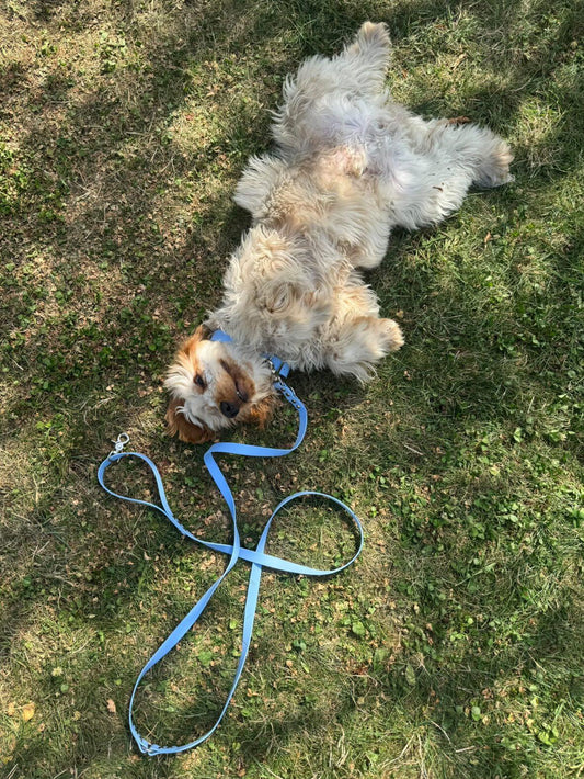 Laisse en biothane - Hiver