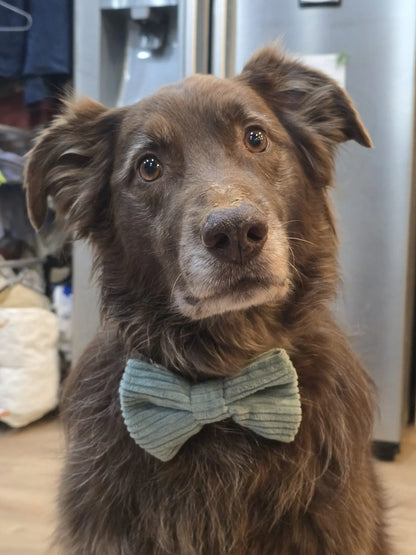 Noeud papillon velours côtelé