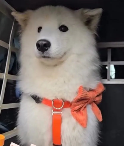 Noeud papillon velours côtelé