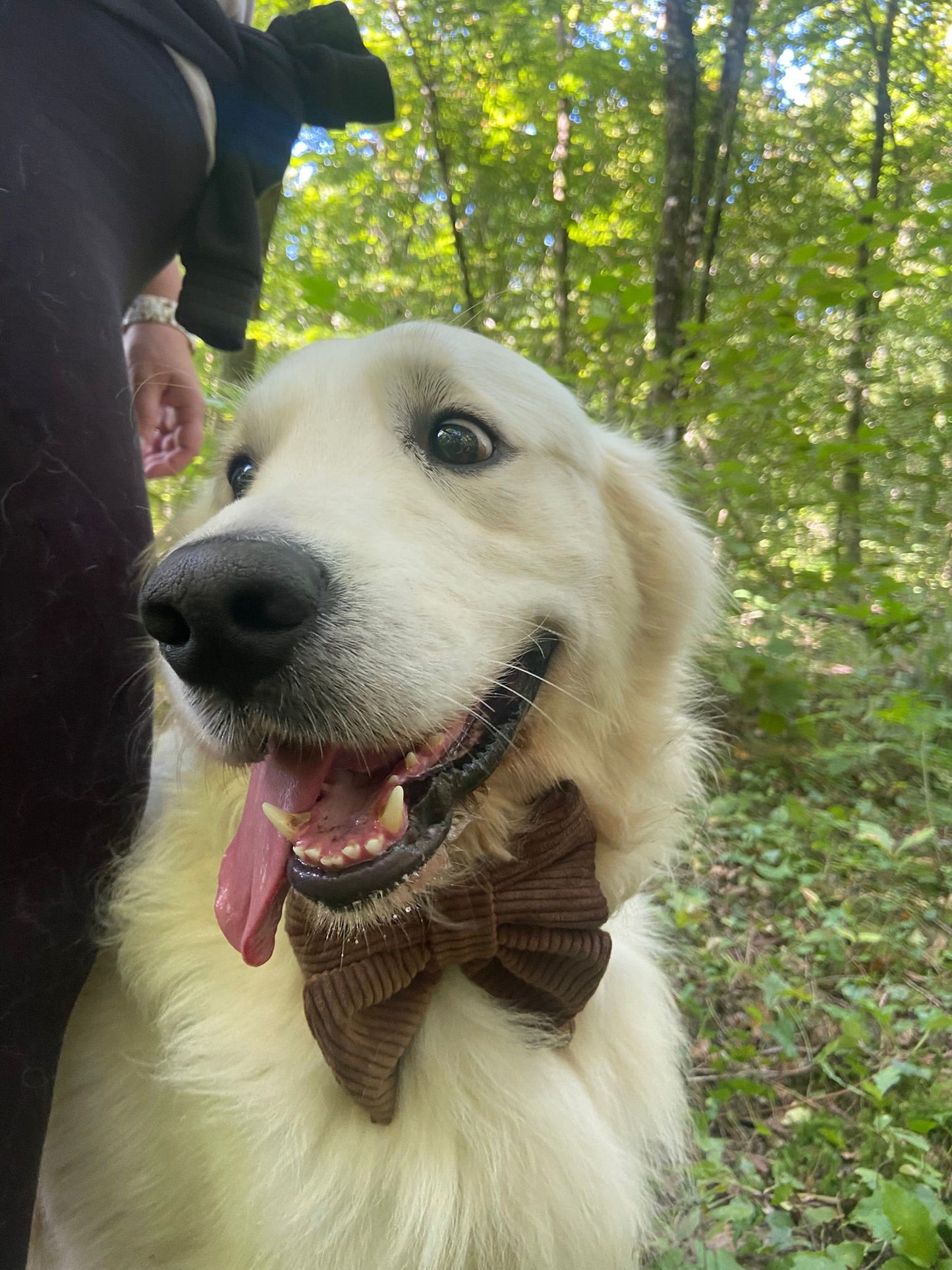 Noeud papillon velours côtelé