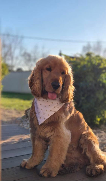 Bandana en coton - motifs