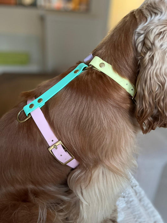 Harnais en biothane - 4 couleurs