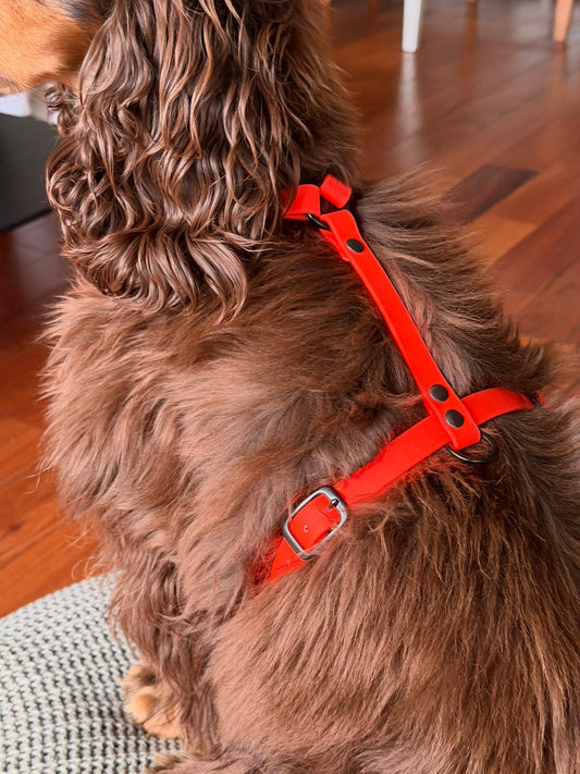 Harnais en biothane - 1 couleurs