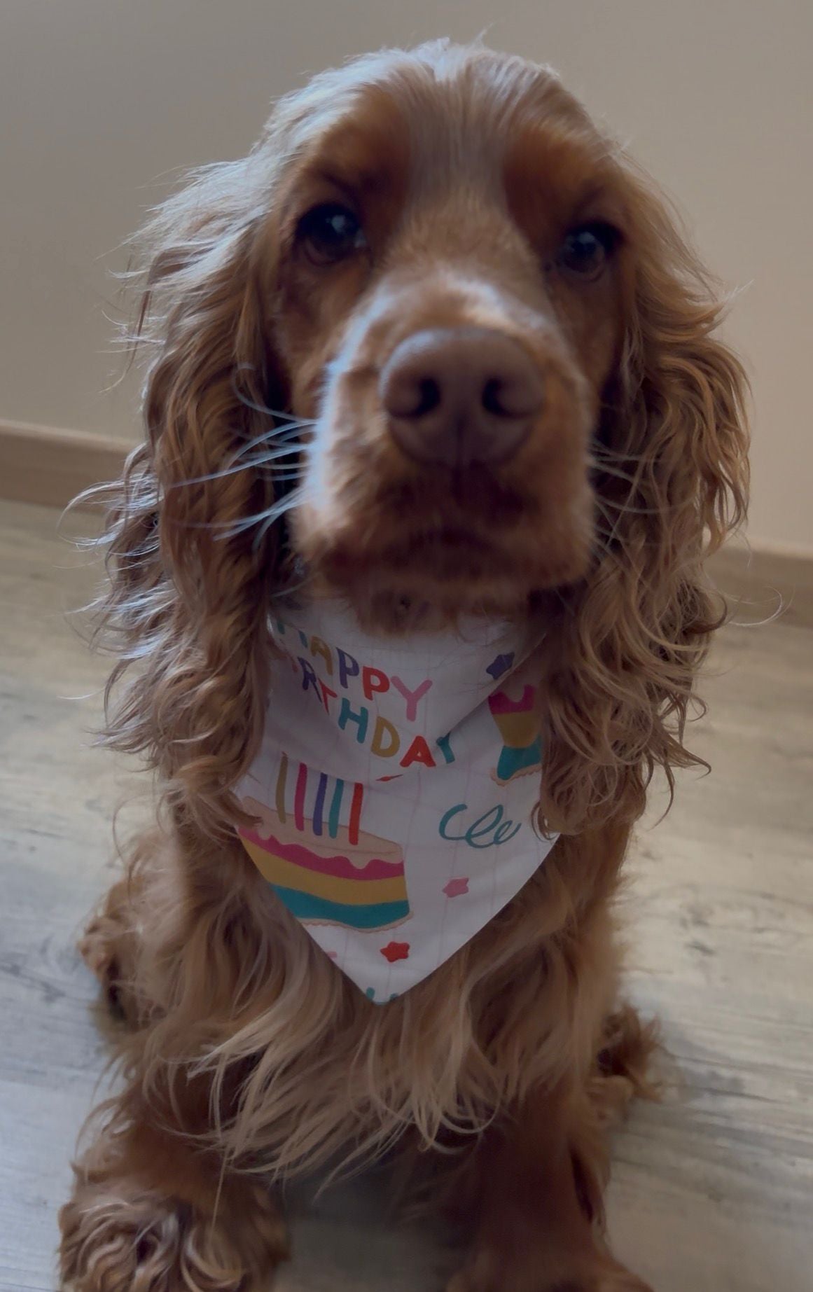 Bandana en coton - Anniversaire