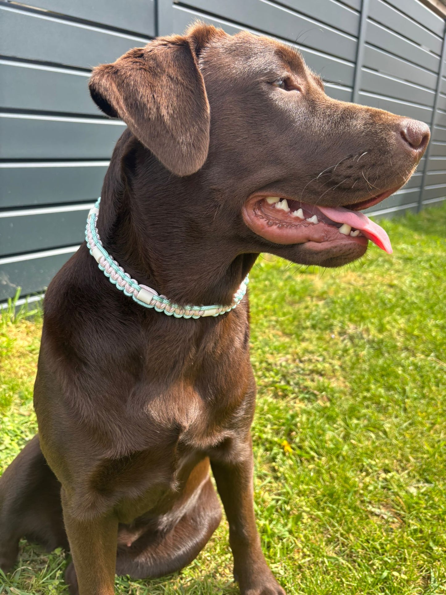 Collier antiparasitaire en paracorde - Collection Printemps