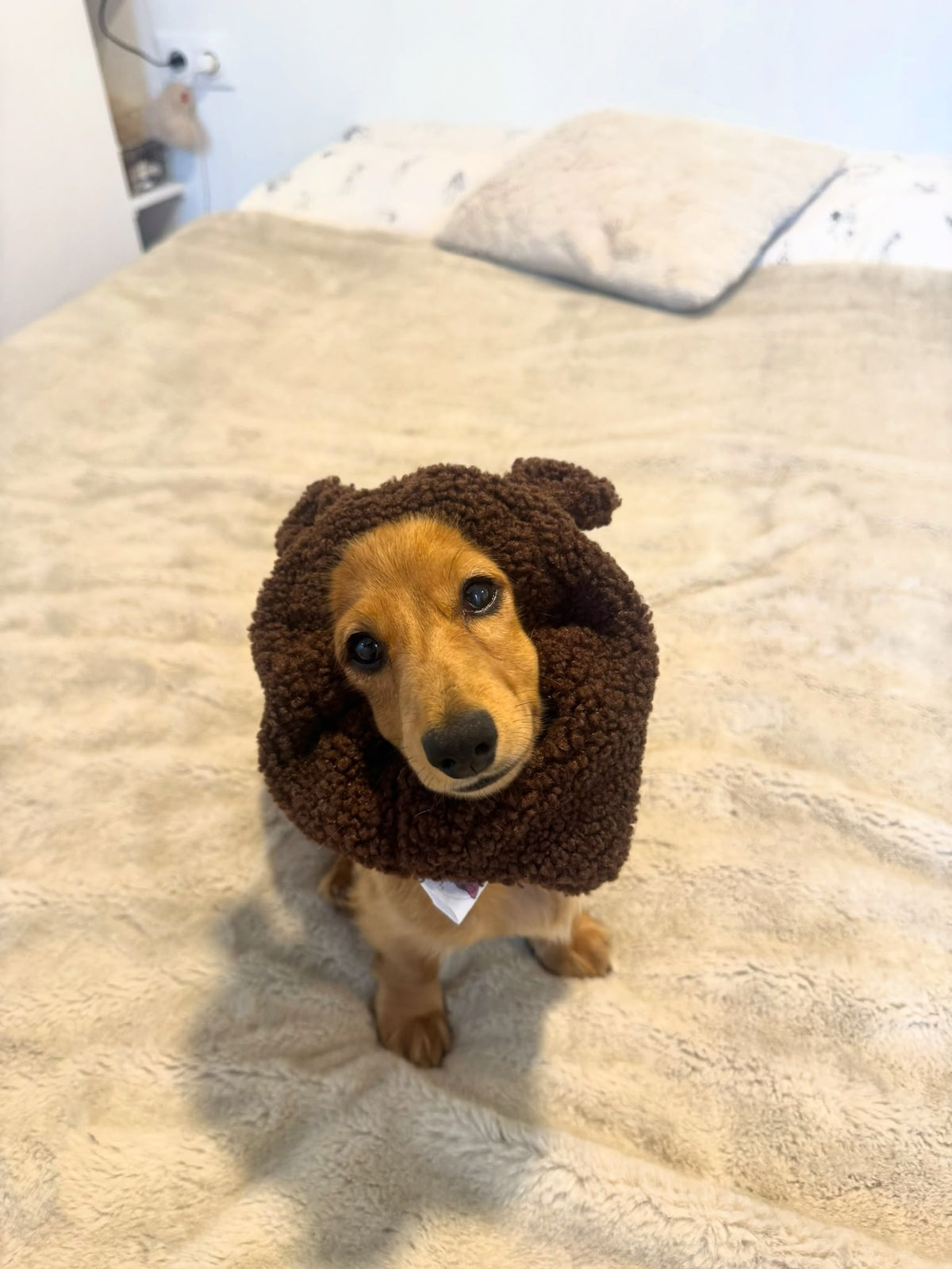 Snood - oreilles d'ours