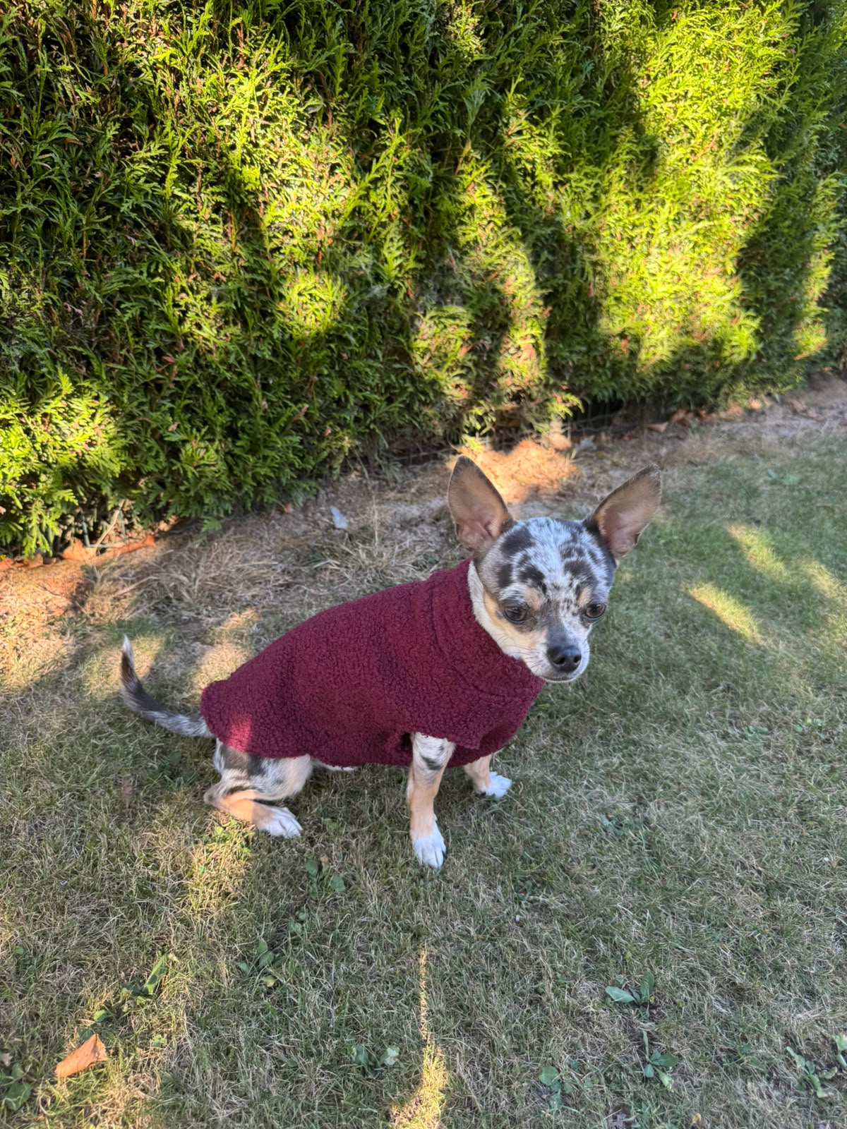 Pull en bouclette uni