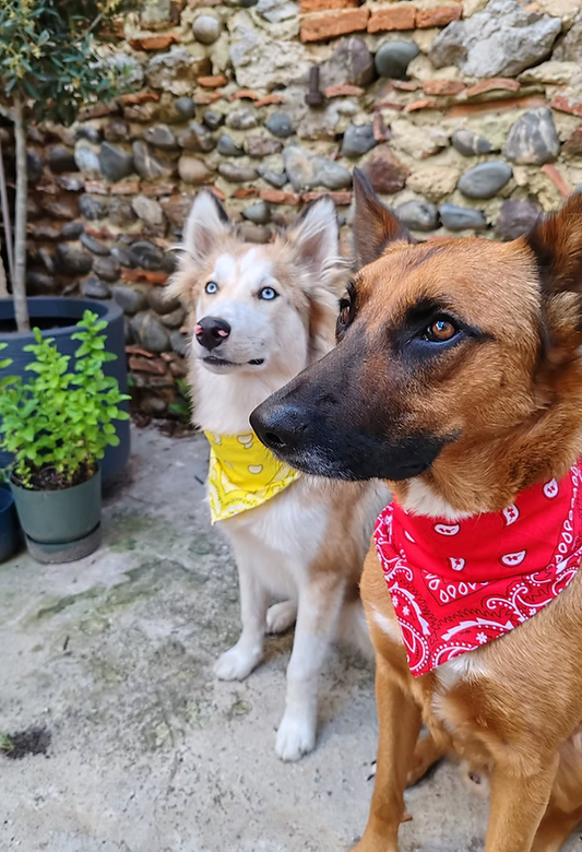 Bandana Sultorito