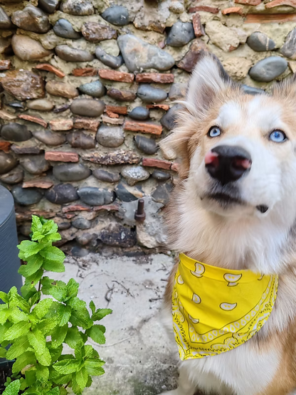 Bandana Sultorito