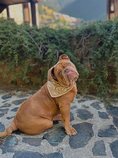 Bandana Sultorito